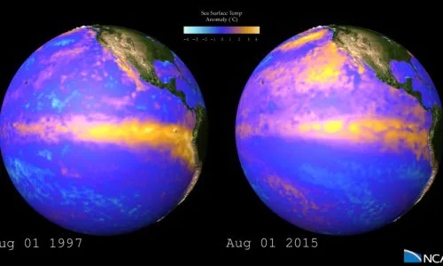 1997 and 2015 El Niño Sea Surface Temperature Anomalies